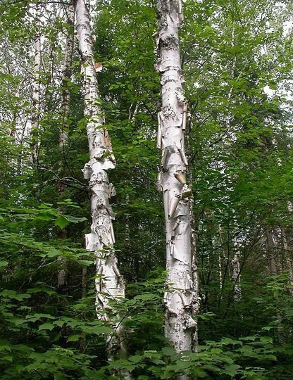 100 X Paper Birch Tree Seeds | Betula Papyrifera Seeds