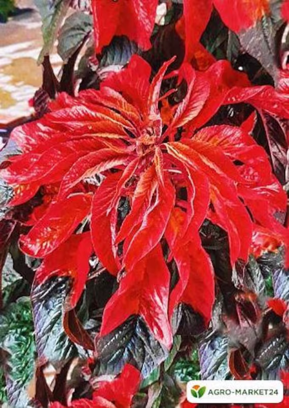 Flower Seeds Amarant Volcano