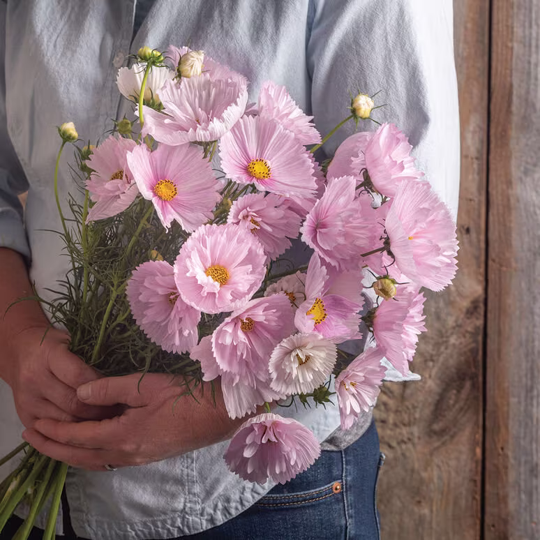 30 Cosmos Cupcakes Blush Seeds