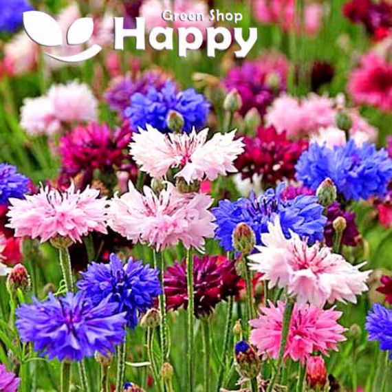 Dwarf Cornflower 1000 Seeds - Double Polka Dot Mixed Centaurea Cyanus Nana