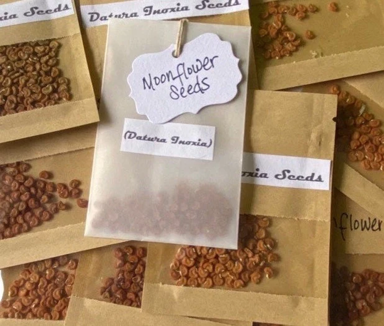 Seeds - 100 Moonflower Datura Inoxia Seed Packet