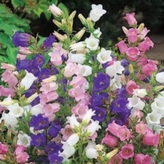 Seeds - Canterbury Bells Campanula Mix Colors