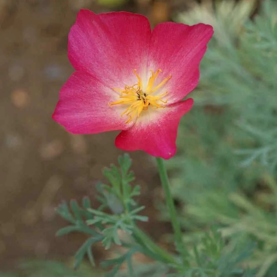 Seeds - Ca Carmine Pink Red Poppy