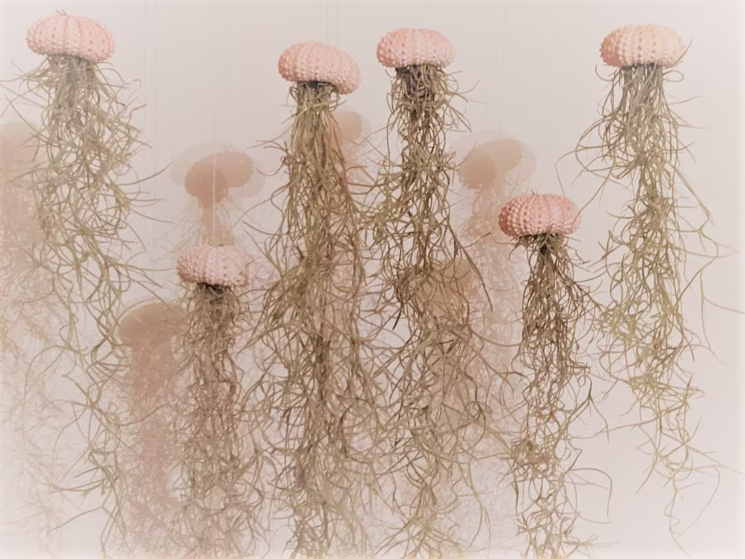 Floating Jellyfish Set Of 4 Pink Mini Sea Shells Including The Air Plant Spanish Moss | Old Man's Beard
