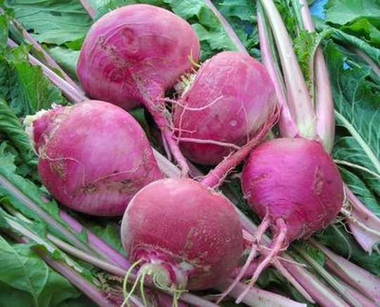 Turnip Scarlet Revival Organic Seed 25