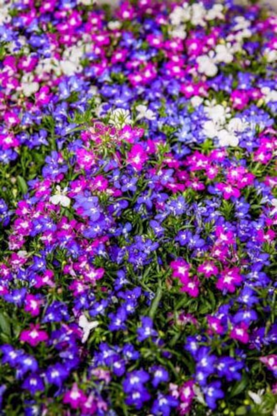 Lobelia String Of Pearls Seed Approx. 3000 Seeds Bush