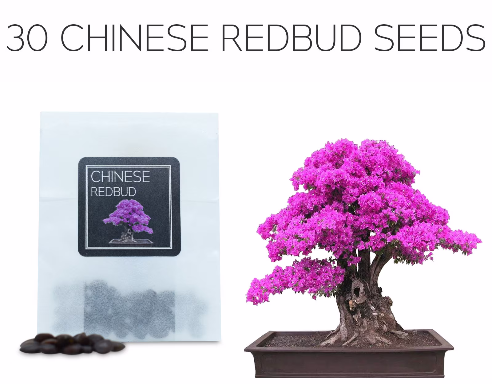 30 Chinese Redbud Bonsai Seeds | Grow Your Own Tree Cercis Chinensis Growing Guide Perfect For Beginners & Enthusiasts