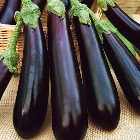 Eggplant Seeds Long Pop F1