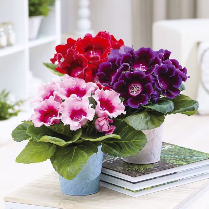 Houseplant Seeds Sinningia Speciosa Avanti F1 | Packing 10 Pieces; Color Mix. Flower Seeds. Flowerpot Gloxinia