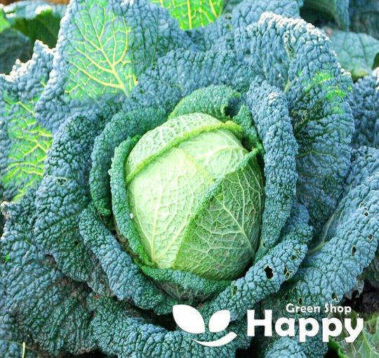 Vegetable - Savoy Cabbage Rocket 300 Seeds Best Quality Brassica