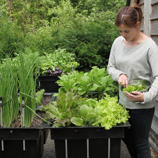 Self Watering Vegetable Plot For Courtyards And Patios