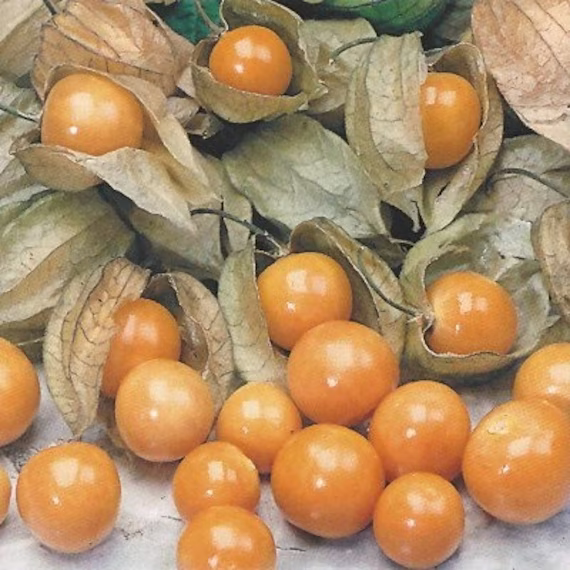 Herb Seeds Physalis Pineapple