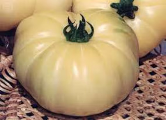 Tomato Seeds White Giant