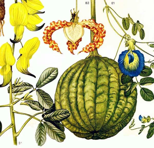 Calabash Nutmeg Flowering Pea Flowers Tropical South Africa Botanical Exotica Vintage Illustration To Frame 53