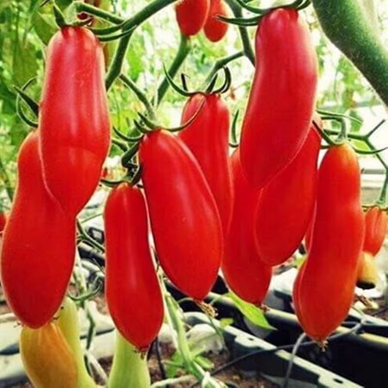 Tomato Red Banana Seeds Heirloom Non Gmo For Planting | 204453