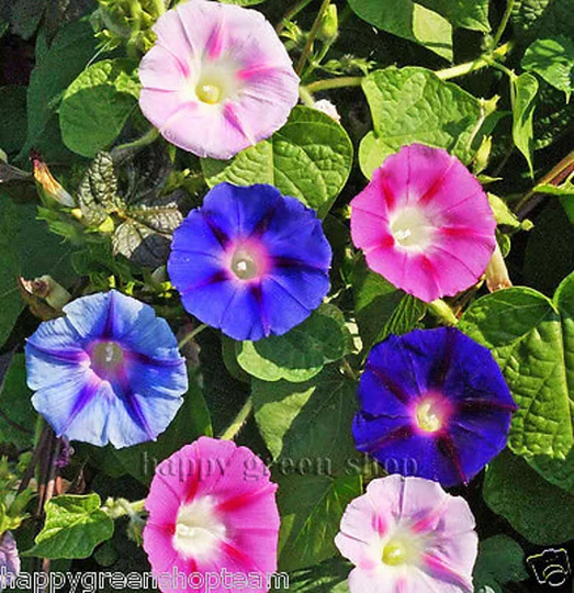 Morning Glory - 160 Seeds Ipomoea Tricolor Mixed Colours