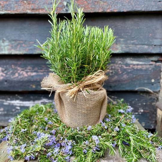 Rosemary 'The Remembrance' Gift
