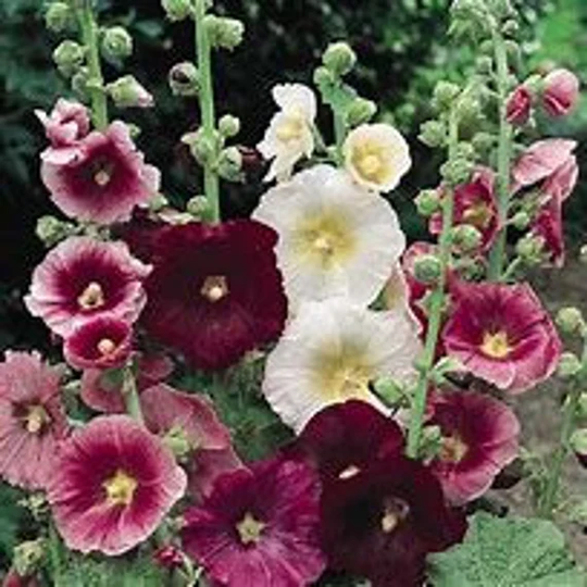 Hollyhock Seeds Cottage Garden Attracts Butterflies Bees Birds Pollinators Feed Native Birds Urban Food Forest/Garden