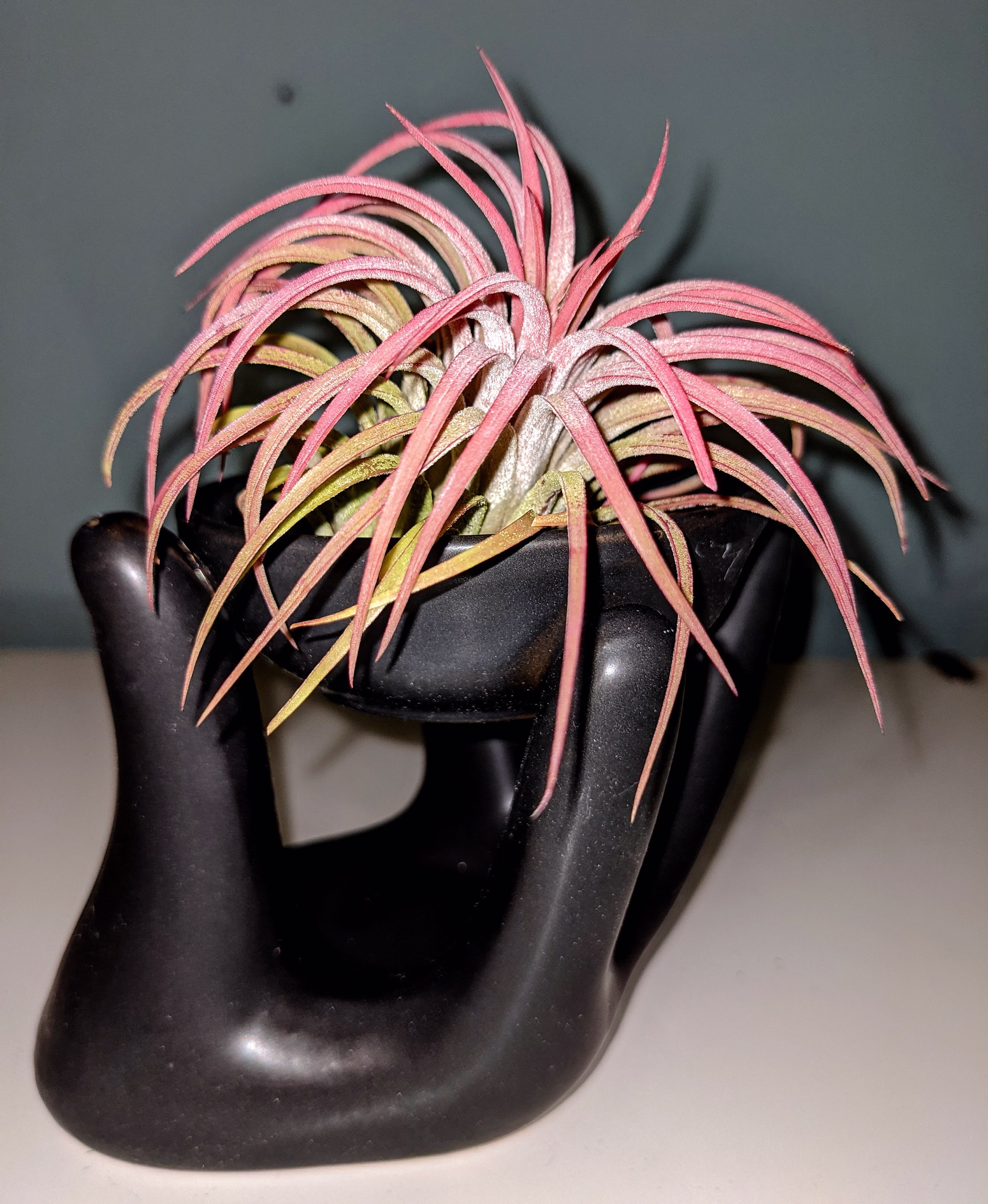 Air Plant Display Ceramic Hand in Black Including An Air Plant Of Your Choice
