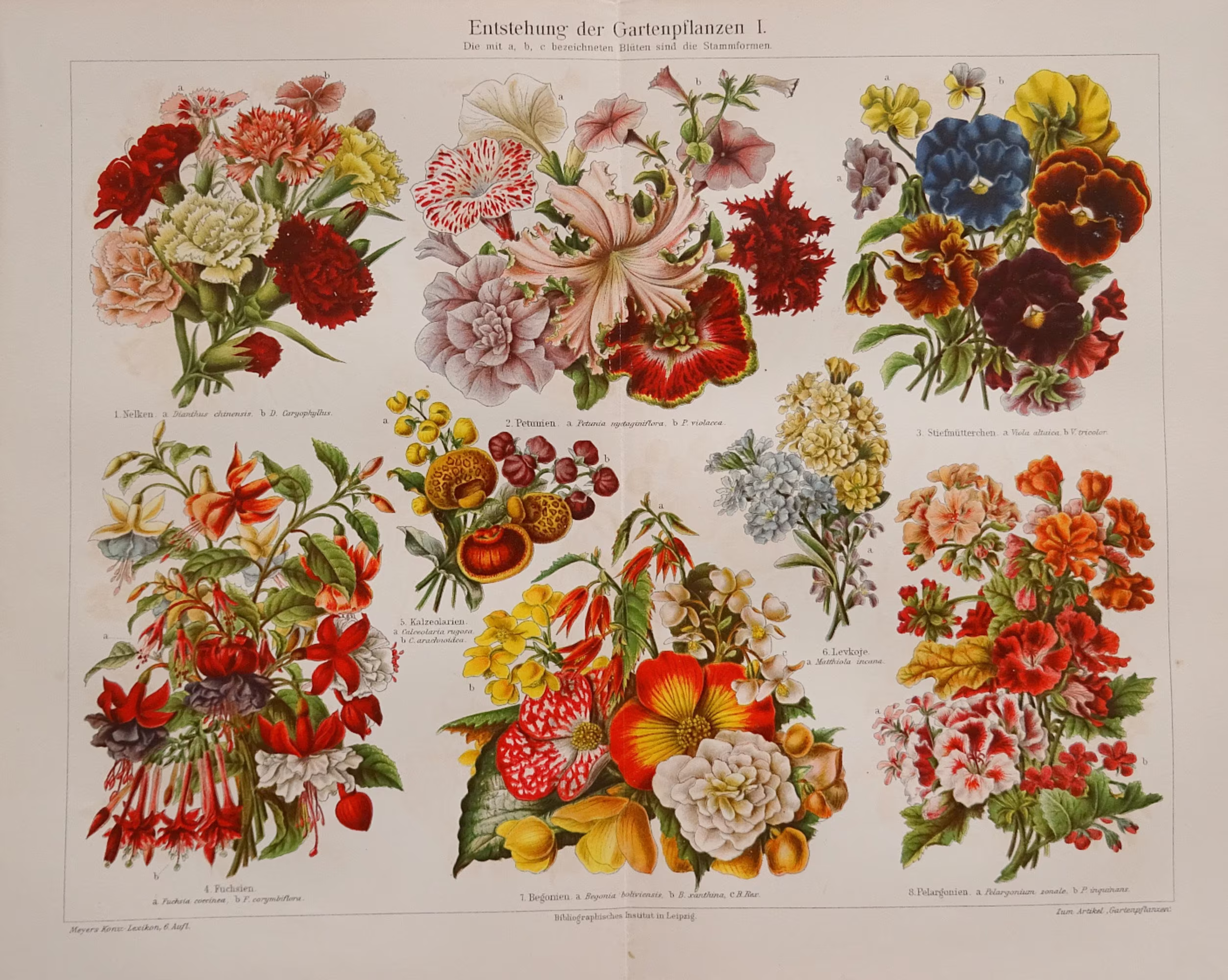 1904 Blooming Of Garden Plants Botany Lithograph in Color Antique Print.117 Years Old Print.flowers.old Print.11.7x9.4 Inches Or 30x24 cm