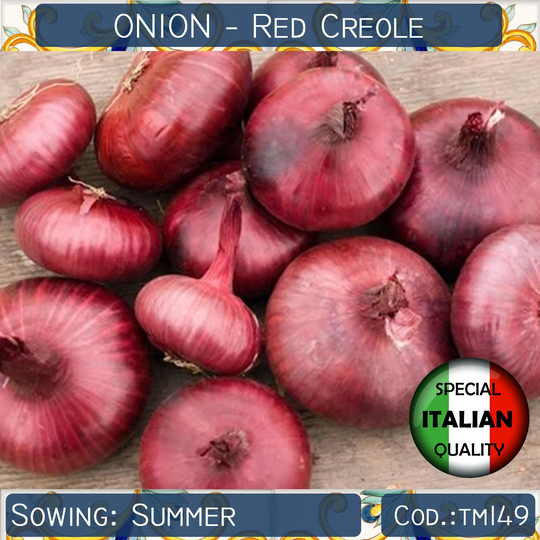 100+ Onion Red Creole Seeds, Flat Short Day Italian Vegetable Non Gmo #tm149