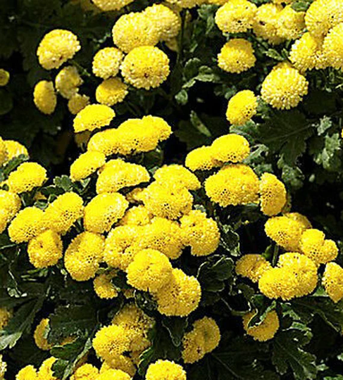 Rare - Goldball Flower 1600 Seeds Chrysanthemum Tanacetum Parthenium
