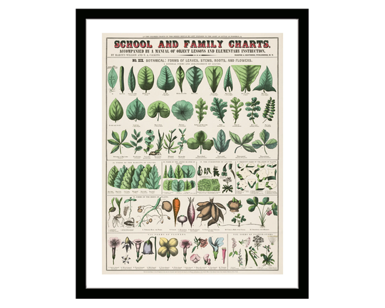 Vintage Poster Plants Botanical School & Family Charts Illustration Framed Print Retro Kitchen Art By Marcius Willson Norman Calkins