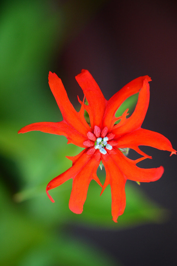 Lychnis Wilfordii Seed Wilfords Campion Hardy Perennial Red Orange Flowers Masses Summer Blooms Great Pollinators