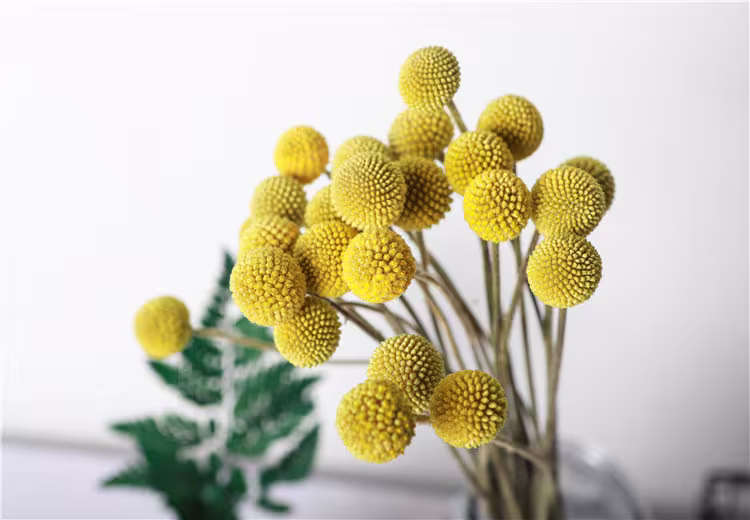 10 Billy Buttons Flower Seeds D1001
