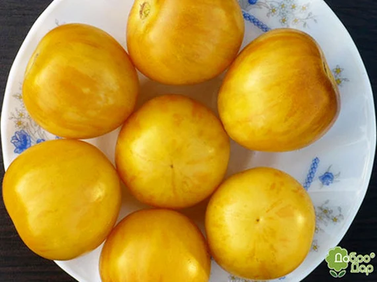 Tomato Seeds Vernissage Yellow