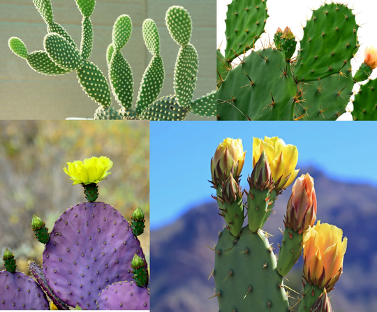 Prickly Pear Cactus Mix - 50+ Seeds All The Favorites Ships From Iowa, Usa Grow Exotic Cacti Oputina