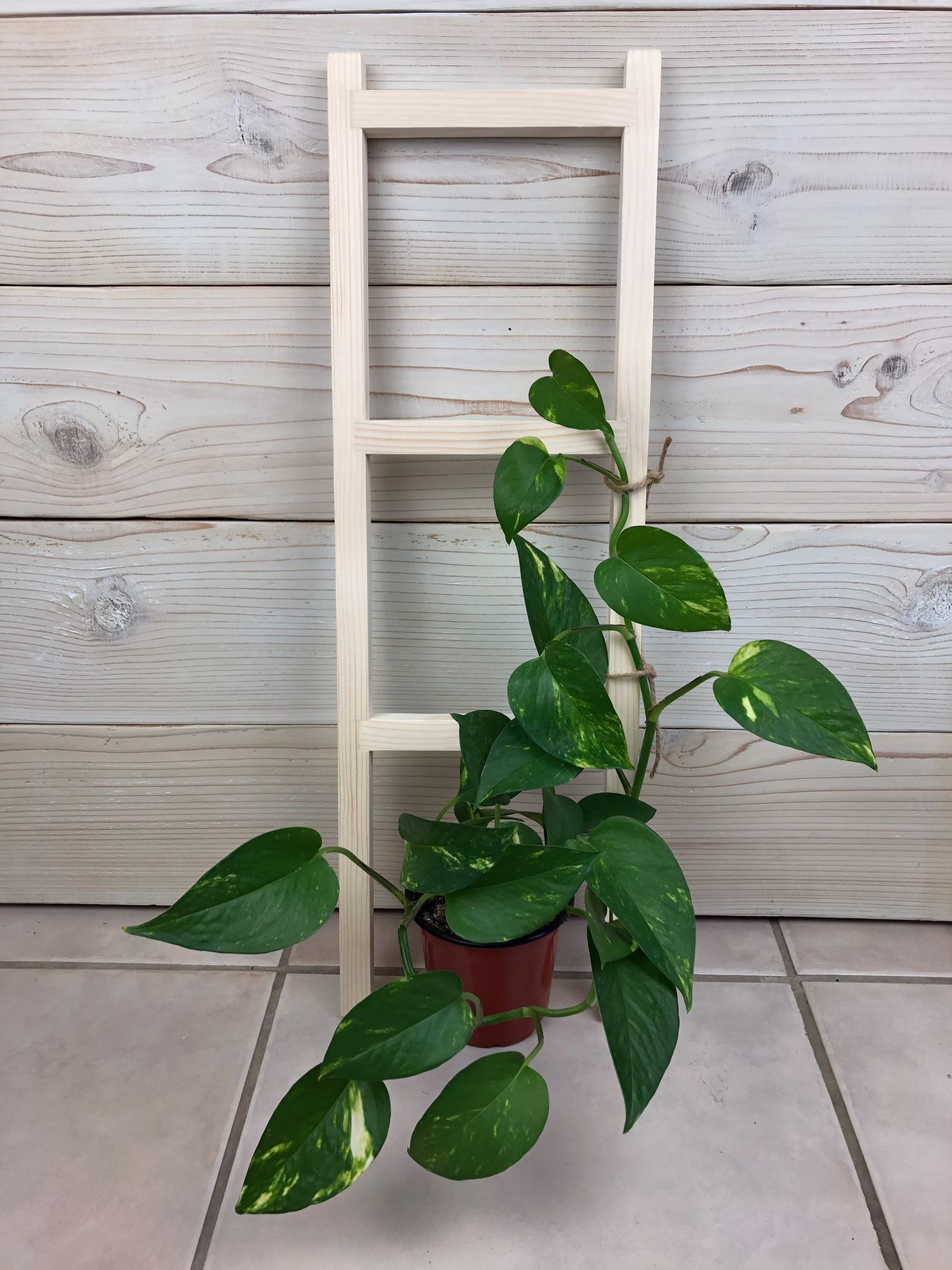 Small Wood Trellis For Indoor Plants, Ladder Climbing Custom Plant Lover Gift, 22 Inches