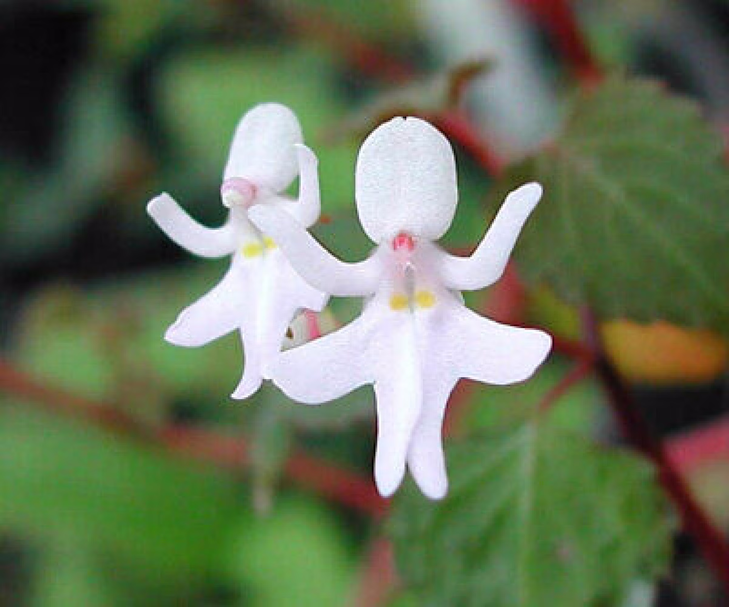 50Pcs Dancing Girls | Impatiens Bequaertii Flower Seeds Plant Seed Bonsai | Code 93
