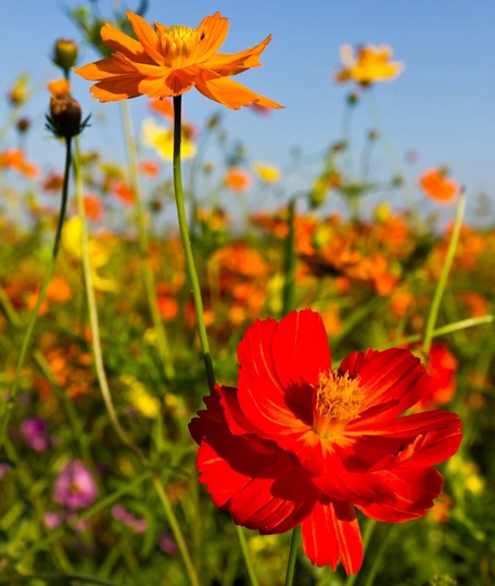 Sulfur Cosmos Mixed Colors 100 Seeds, Non Gmo, Fresh, Easy To Grow