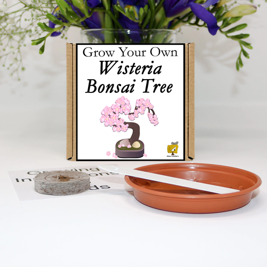 Grow Your Own Wisteria Bonsai Tree Kit. Unusual, Gardening Gift, Birthday, Kids, Children, Him, Her, Seeds, Starter Kit
