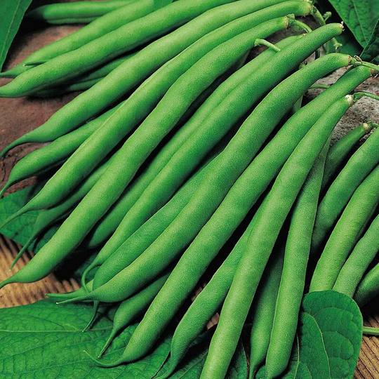 Suttons Bean (Climbing French) Seeds Cobra, Vegetable Seeds, approx. 50g seeds per pack, grow your own, great for beds and borders