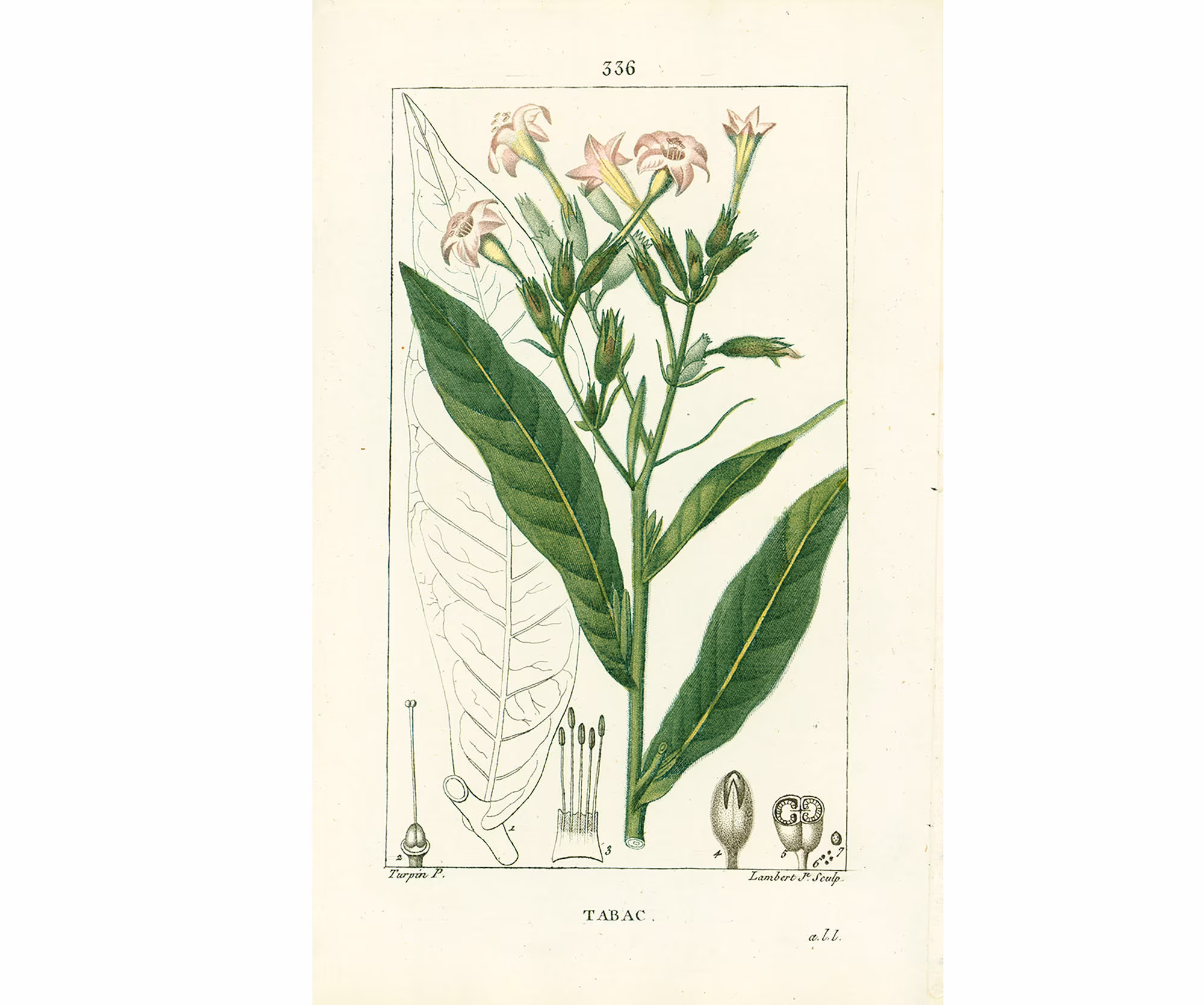 1831 Antique Tobacco Nicotiana Tabacum Herbalism Print Plant Natural History Botanical Botany Wall Art Framing Home Decor