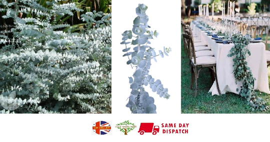 Baby Blue Gum | Eucalyptus Pulverulenta | 15+ Seeds Weddings Same Day Dispatch