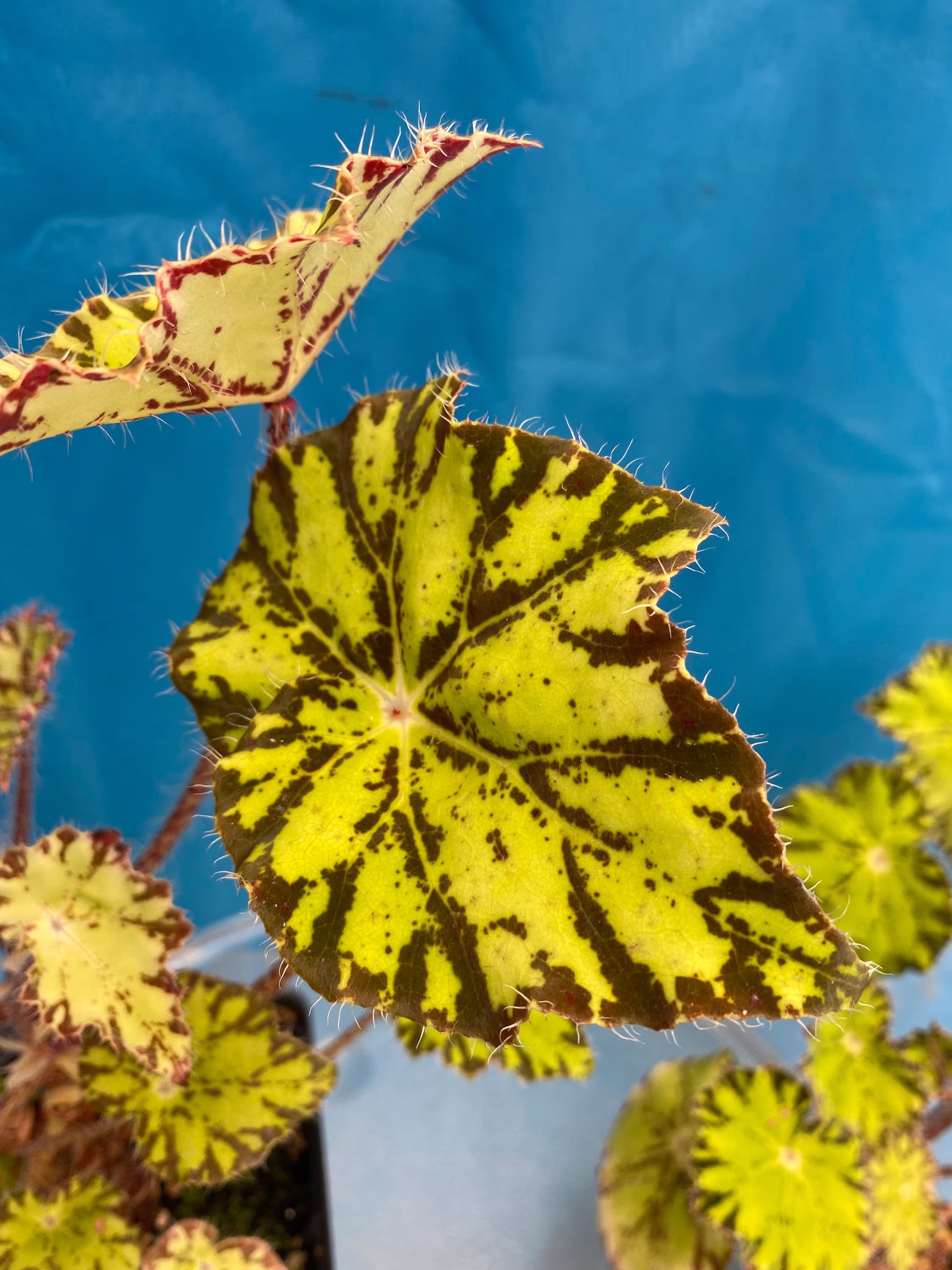 Begonia Persian Brocade 4 Inch