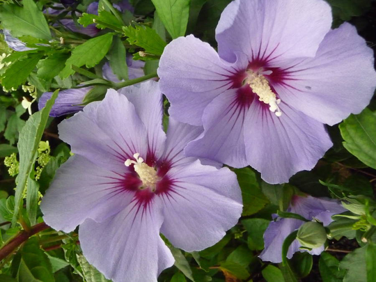 Hibiscus Blue Bird, Blue
