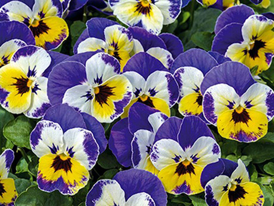 Viola F1 Jolly Face Seeds -