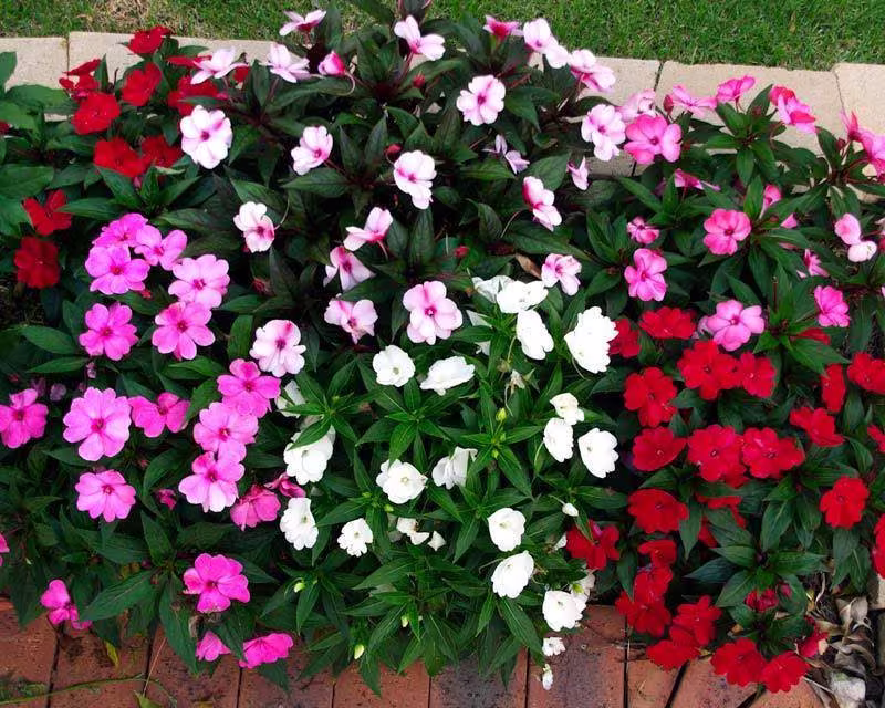 Impatiens F1 New Guinea Divine Mystic Mixed X 10 Seeds Fairy Flower Seeds