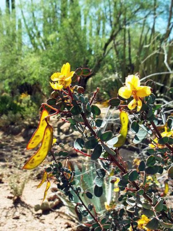 Senna Purpusii | Baja California 5 Seeds
