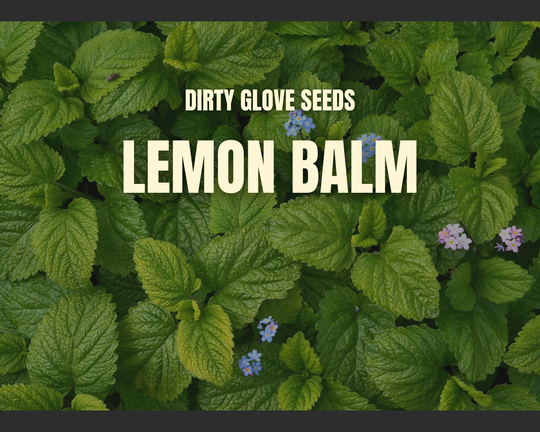 Lemon Balm 100+ Seeds Medicinal & Culinary Herb Non-Gmo | Melissa Officinalis