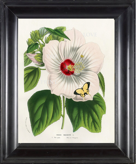 Botanical Print Houtte Botanical Art Print 3 White Hibiscus Moscheutos Butterfly Flowers Tropical Garden