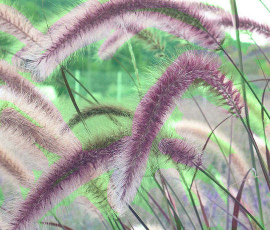 Fountain Pennicetum Setaceum Plant Ornamental Grass Seeds 20 Fresh Rare
