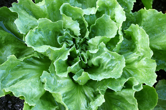 Organic Batavian Endive Seeds, Broadleaf Endive, Broad Leaved Escarole, 900 Seeds // Organic, Heirloom, Non Gmo, Chicorium Endiva