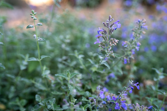 Catmint Seeds, Nepeta Mussinii, Catnip Landscaping Plants, Perennial Non-Gmo Heirloom Cat Plants