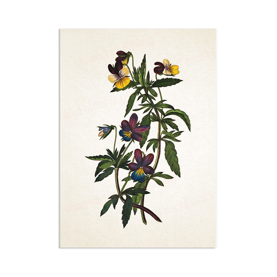 Antique Botanical Art Print Poster Vintage Wall Flowers Floral Pansy Violets Nature Leaf Plant Illustration Victorian Beautiful A3