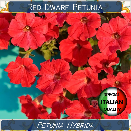 5500+ Red Dwarf Petunia Seeds, Hybrida Flower Nana Rossa #fi584